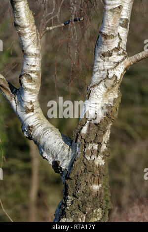 Silver Birch - Betula pendula Trunk & Bark detail Stock Photo