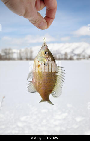 Person holding freshly caught bluegill fish Stock Photo