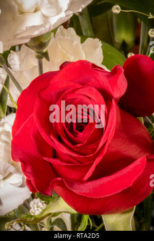 Red Roses, White Carnations with Baby's Breath Stock Photo