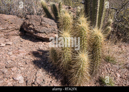 Small Cactus at Organ Pipe Cactus National Monument, Arizona Stock Photo