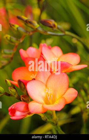 Flower of Freesia. Stock Photo