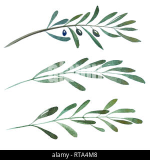 2d hand drawn watercolor graphic elements. Colorful natural illustrations of olive branches and leaves. Stock Photo