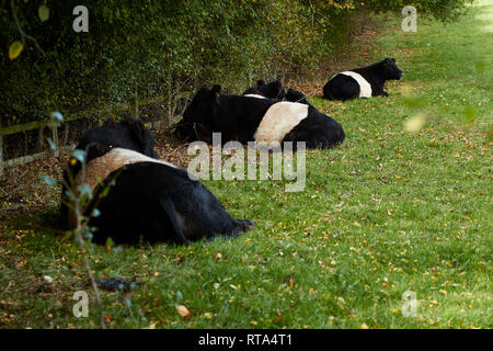 Belted Galloway cattle at rest in a field. South Yorkshire, England, United Kingdom, Europe Stock Photo