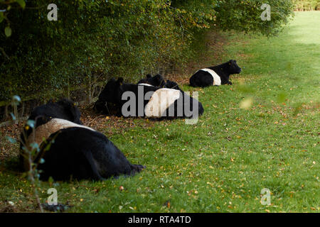 Belted Galloway cattle at rest in a field. South Yorkshire, England, United Kingdom, Europe Stock Photo