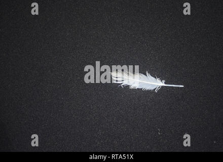 Stunning white feather on black sand in Eyrarbakki, Iceland Stock Photo