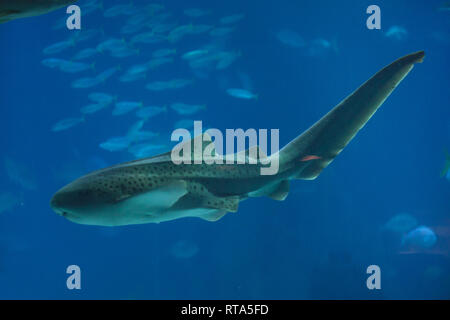 Zebra shark (Stegostoma fasciatum) at the Lisbon Oceanarium (Oceanário de Lisboa) in Lisbon, Portugal. Stock Photo