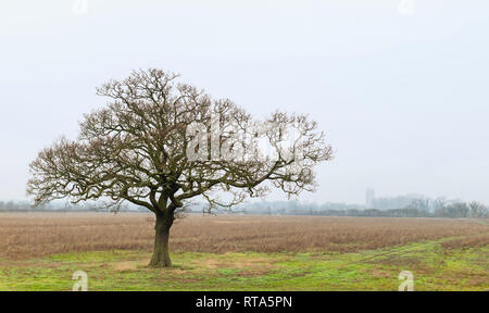 Oak tree in rural landscape surrounded by parkland and ancient minster on horizon on misty morning in Beverley, Yorkshire, UK. Stock Photo