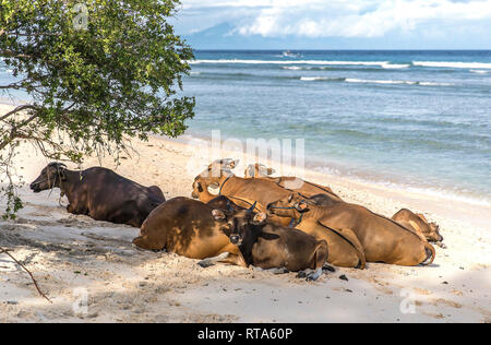 Cows and Bulls on the coast of Gili Trawangan island in Indonesia. Stock Photo