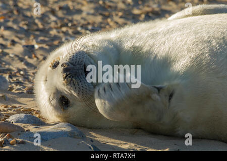 Grey Seal pup on Blakeney Point, Norfolk Stock Photo