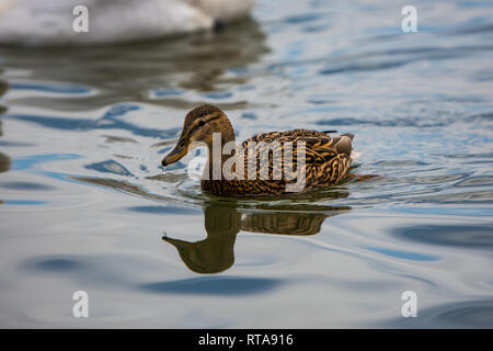 The brown duck swims in the Danube River on the Zemun quay looking for a food in water. Stock Photo