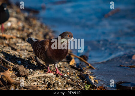 a pigeon on the shore, looking for food left over by waves Stock Photo
