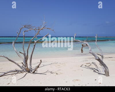 Pure nature on the baby beach in Aruba with 2 beautiful dry trees Photo - Alamy