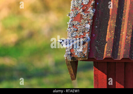 Wagtail on a cottage roof Stock Photo