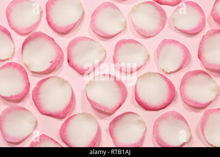 Pink rose petals background Stock Photo