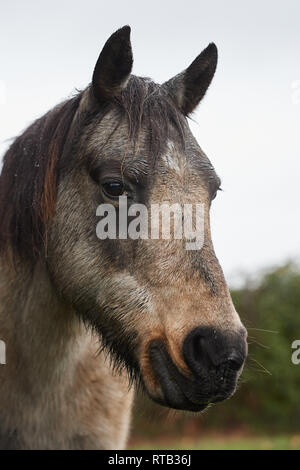 Bleak day in the New Forest during winter. Inquisitive, and workmanlike hardy moorland pony during rain storm. Stock Photo
