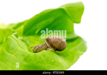 Garden snail eating lettuce leaf. Isolated on white background. Stock Photo