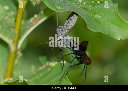 Wheel Bug, Arilus cristatus, feeding on captured tarantula hawk wasp, Family Pompilidae Stock Photo