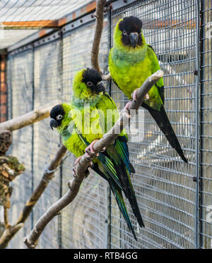 Three Nanday parakeets sitting together on a branch in the aviary, Colorful and tropical small parrots from America Stock Photo