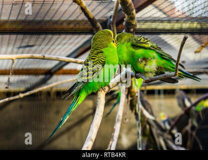 couple of budgerigar parakeets sitting together on a branch, tropical colorful birds from Australia, Popular pets in aviculture Stock Photo