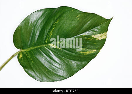 isolated leaf of golden pothos, Epipremnum aureum Stock Photo