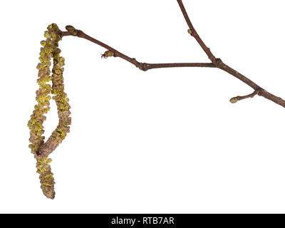 Common hazel tree twig with male and female catkins isolated on white background. Corylus avellana, monoecious plant. Stock Photo