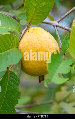 Nice close view of a ripe apple guava fruit (Psidium guajava) with yellow skin, still hanging on a tree with dark green leaves. The oval shaped fruit... Stock Photo