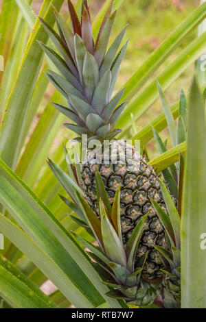 A pineapple (Ananas comosus) on its parent plant cultivated in Malaysia. The fruit has side shoots around the base and is surrounded by long, narrow,... Stock Photo