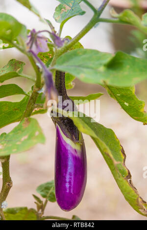A close-up photo of a nice small mature elongated oval-shaped purple Thai eggplant (Solanum melongena), fully ripe and still hanging on the plant,... Stock Photo