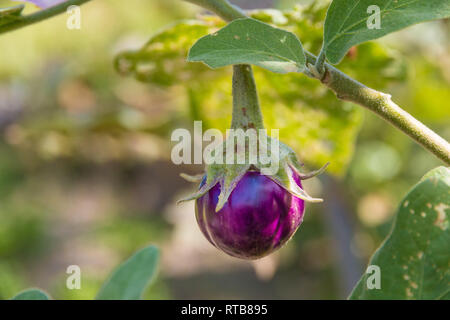Nice close-up view of a fully ripe, mature Thai aubergine (Solanum melongena) hanging on the plant. The small round purple fruit is organically grown... Stock Photo