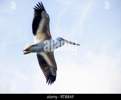 American White Pelican in Flight on the Minnesota River during Fall  Migrations Stock Image - Image of soaring, wing: 173669349