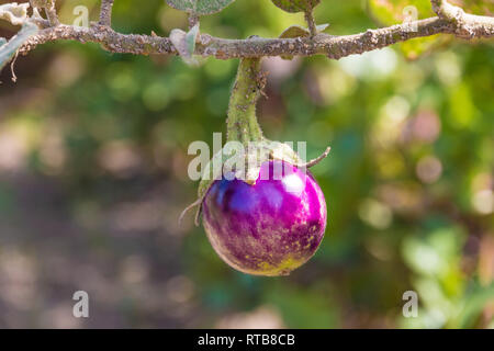 Great close-up view of a small round eggplant fruit developing on the plant.  This organically grown purple Thai eggplant (Solanum melongena) is... Stock Photo