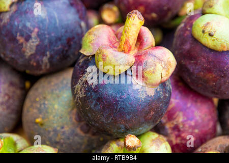 High angle close-up view of a singled out ripe mangosteen fruit (Garcinia mangostana) stacked on top of several other fruits. The mangosteen fruit... Stock Photo