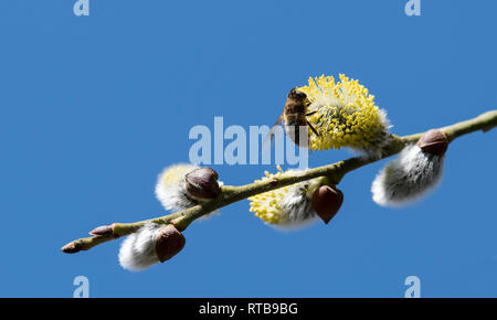 Risen blooming inflorescences male flowering catkin or ament on a Salix , willow in early spring before the leaves. Collect pollen from flowers and buds. Honey plants Europe with wasp Stock Photo