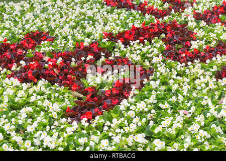 Begonia flowers field in full bloom, Genoa, Liguria, Italy, Europe Stock Photo