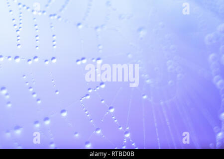 Closeup small water drops on spider web on purple background Stock Photo