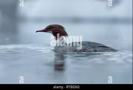 Female Common merganser swimming in winter frost water Stock Photo