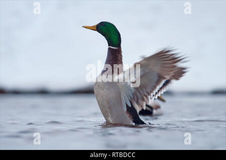 Mallard flapping wings in winter grey water Stock Photo