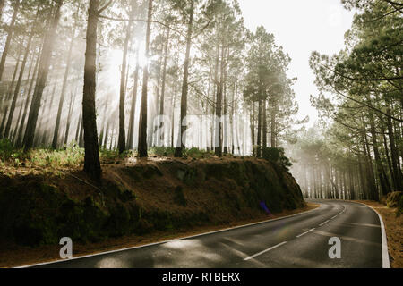 Asphalt road in foggy forest with tall tree trunks covered with moss Stock Photo