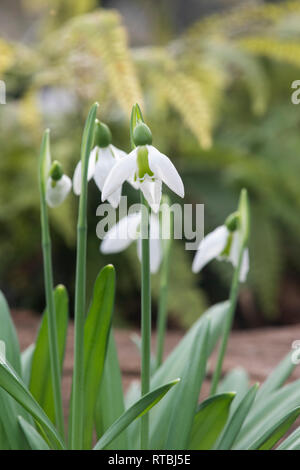 Galanthus plicatus ‘Babraham scented’. Snowdrop ‘Babraham scented’ in february. UK Stock Photo