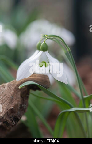 Galanthus ‘Mrs thompson’. Snowdrop ‘Mrs thompson’ in february. UK Stock Photo