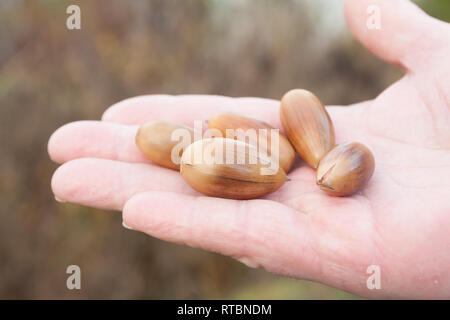 Man hand holding falled acorns on autumn background. Stock Photo