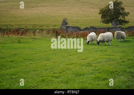 Scottish blackface sheep grazing on green gras Scotland Highlands Stock Photo