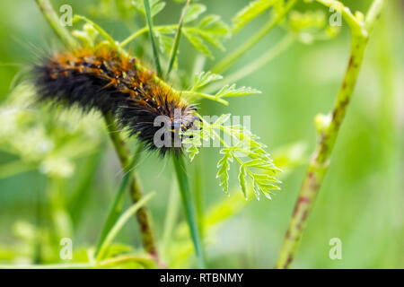 Salt Marsh Moth caterpillar (Estigmene acrea) eating the leaves of an yarrow flower, California Stock Photo