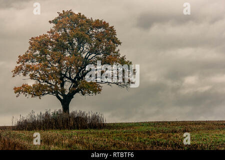 Autumn scene of single oak tree growing on a harvested crop field in Latvia.