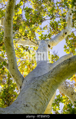Western Sycamore tree (Platanus racemosa) seen from below, California Stock Photo