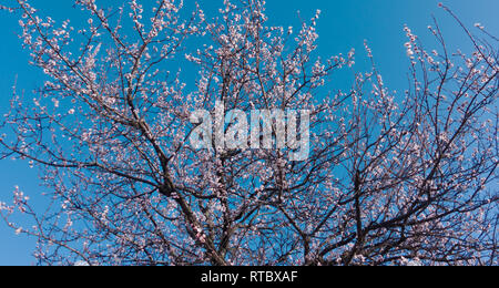 Beautiful blooming apricot flowers and blue sky. Pink flowers on a branch. Stock Photo