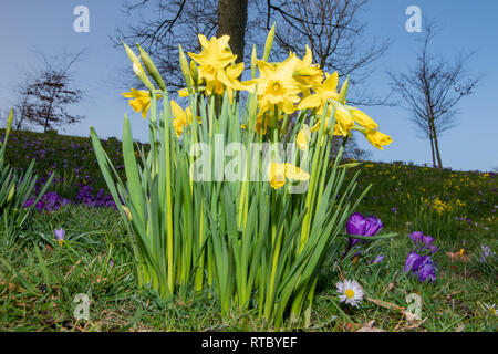 Daffodils, Duthie Park, Aberdeen, Scotland, UK Stock Photo