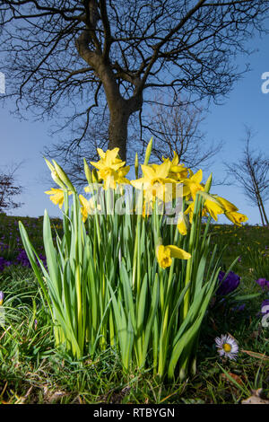Daffodils, Duthie Park, Aberdeen, Scotland, UK Stock Photo