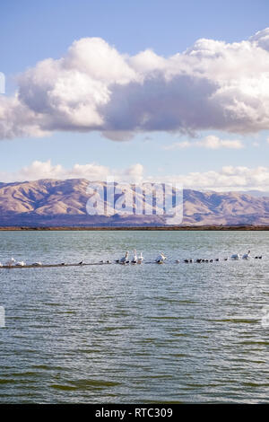 Pelicans rest on a levee in South San Francisco Bay on a cloudy day; on the background Mission Peak and Monument Peak, Sunnyvale bay trail, California Stock Photo