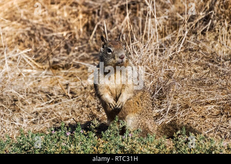 Squirrel blending in with the tall dry grass on the background, Alviso marsh, California Stock Photo